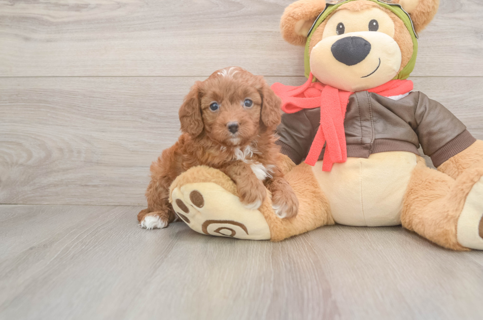 5 week old Cavapoo Puppy For Sale - Lone Star Pups
