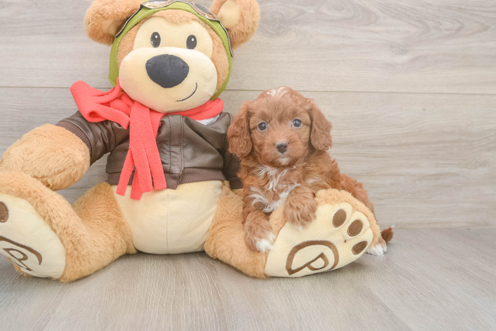 Little Cavipoo Poodle Mix Puppy