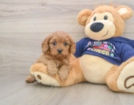 6 week old Cavapoo Puppy For Sale - Lone Star Pups
