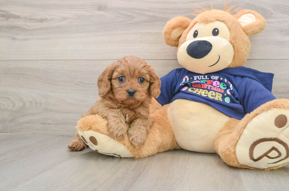 5 week old Cavapoo Puppy For Sale - Lone Star Pups