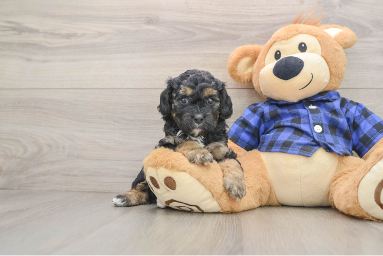 Hypoallergenic Cavadoodle Poodle Mix Puppy