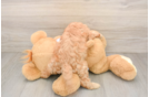 Energetic Cavoodle Poodle Mix Puppy