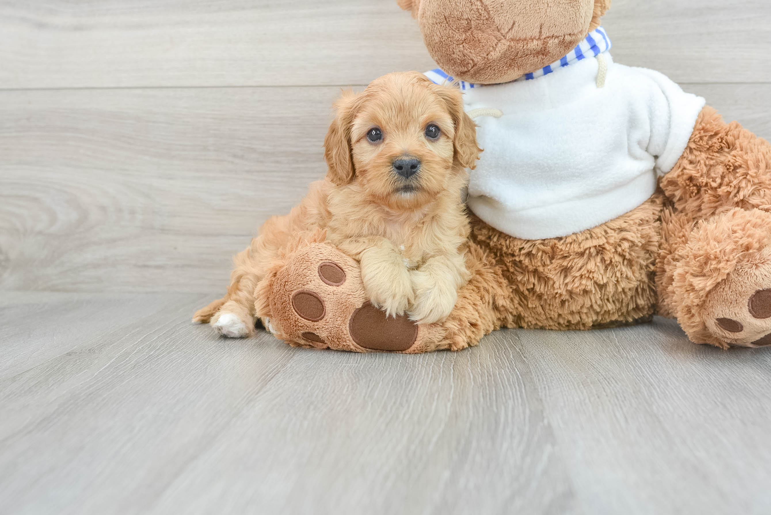 Cavapoo Pup Being Cute