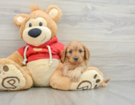 7 week old Cavapoo Puppy For Sale - Lone Star Pups