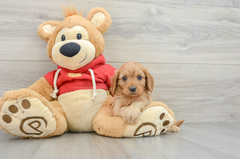 5 week old Cavapoo Puppy For Sale - Lone Star Pups