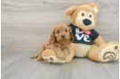 Adorable Cavalier King Charles Spaniel and Poodle Mix Poodle Mix Puppy