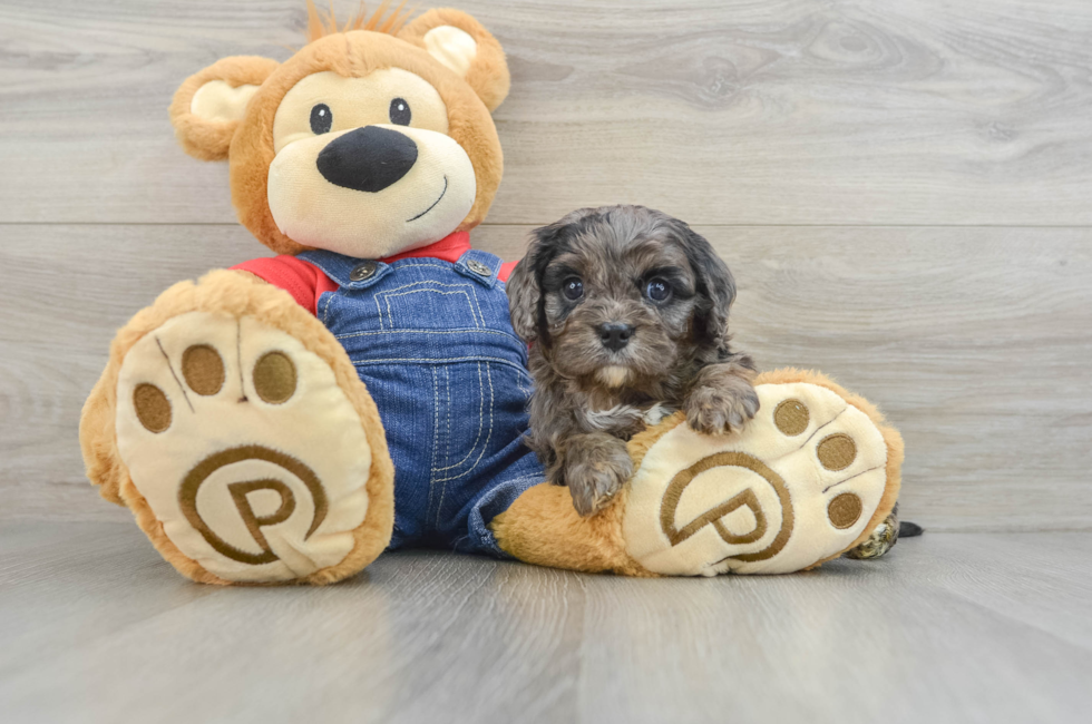 6 week old Cavapoo Puppy For Sale - Lone Star Pups