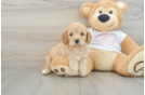 Cavapoo Pup Being Cute