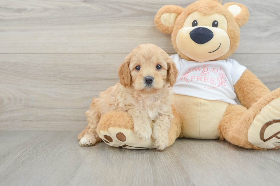 Cavapoo Pup Being Cute