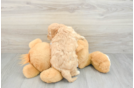 Best Cavapoo Baby
