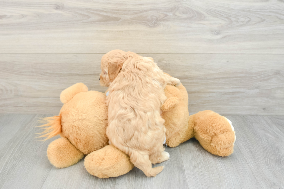 Best Cavapoo Baby