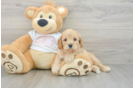 Petite Cavapoo Poodle Mix Pup