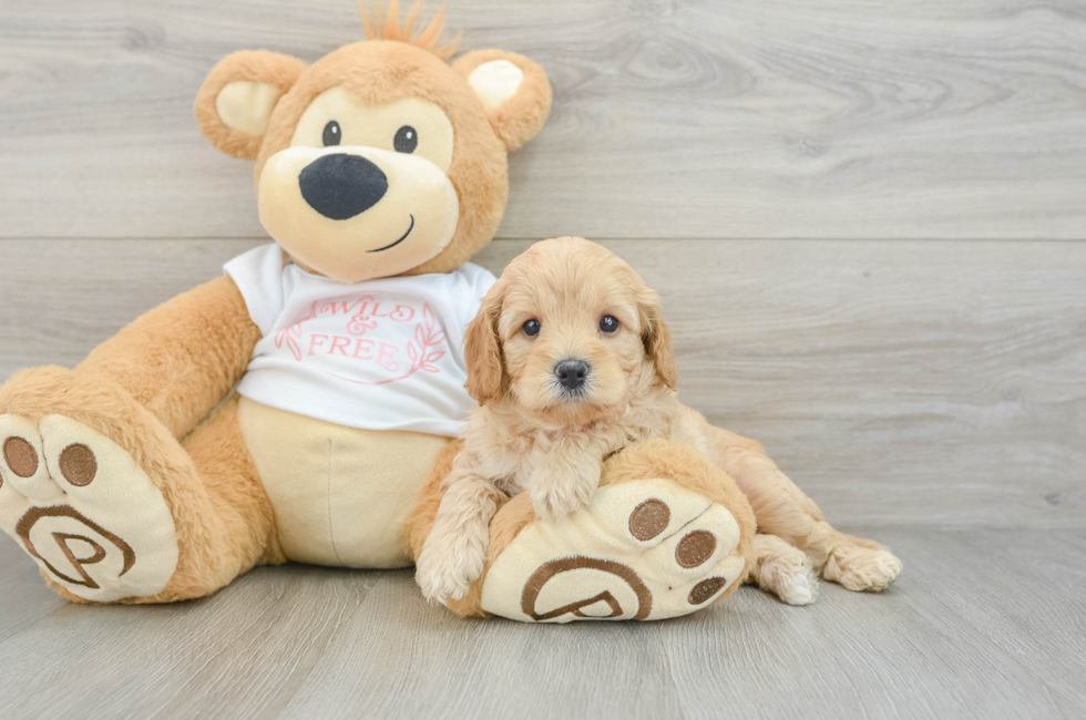 6 week old Cavapoo Puppy For Sale - Lone Star Pups