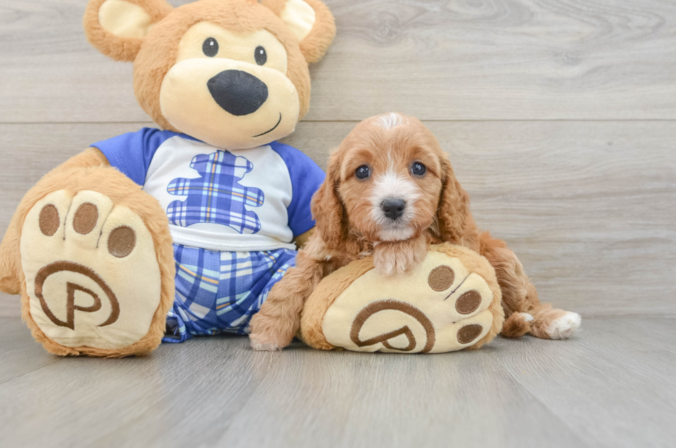 5 week old Cavapoo Puppy For Sale - Lone Star Pups