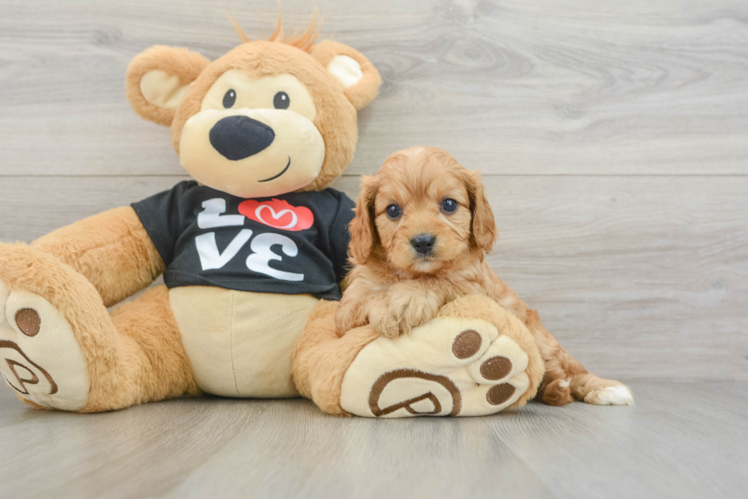 Cavapoo Puppy for Adoption