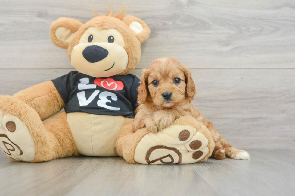 7 week old Cavapoo Puppy For Sale - Lone Star Pups