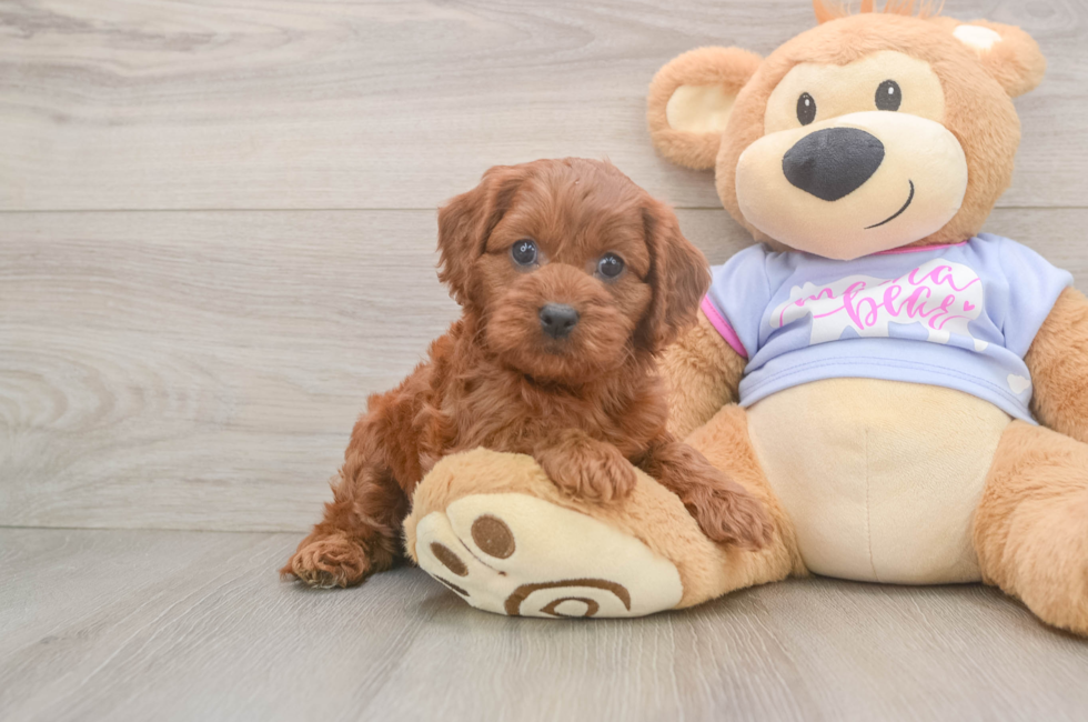 6 week old Cavapoo Puppy For Sale - Lone Star Pups