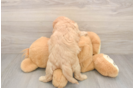 Hypoallergenic Cavadoodle Poodle Mix Puppy