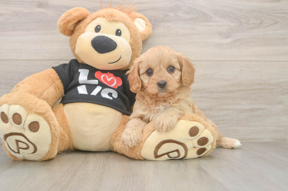 6 week old Cavapoo Puppy For Sale - Lone Star Pups