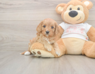 6 week old Cavapoo Puppy For Sale - Lone Star Pups