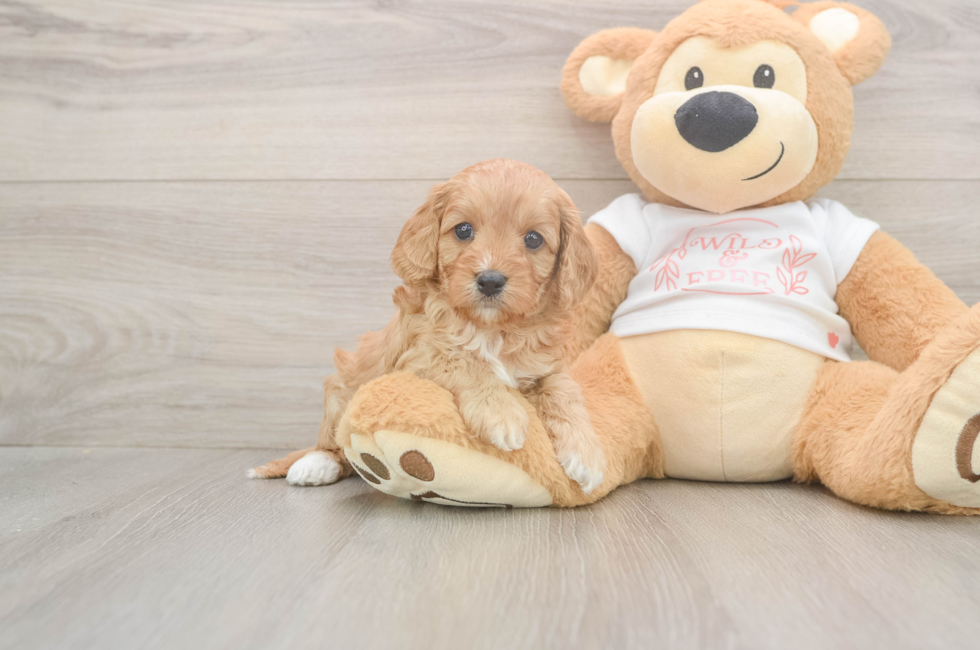 5 week old Cavapoo Puppy For Sale - Lone Star Pups