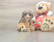 7 week old Cavapoo Puppy For Sale - Lone Star Pups