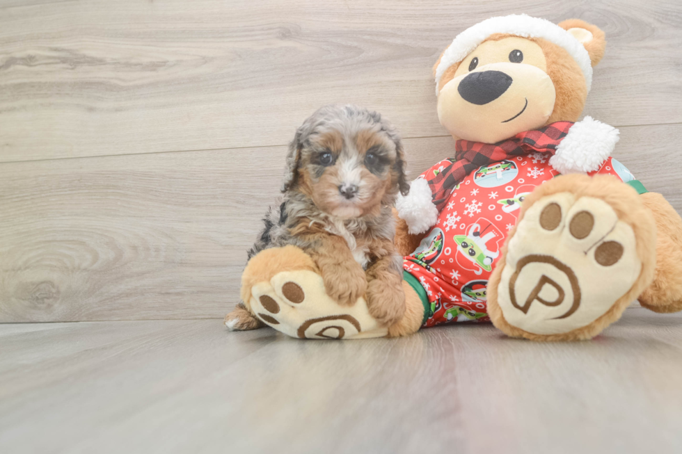Cavapoo Pup Being Cute