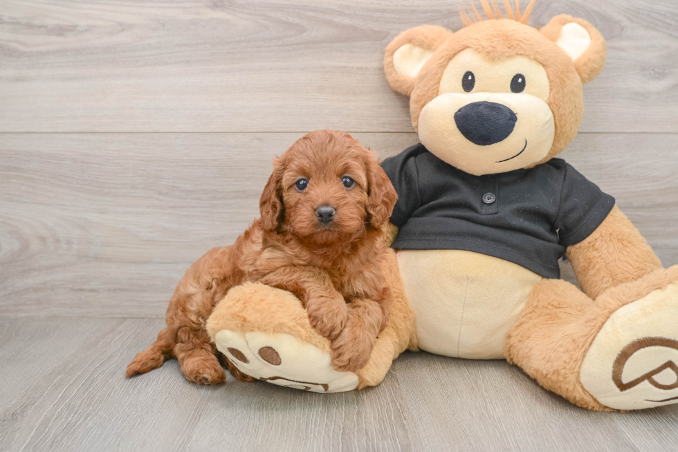 Cavapoo Puppy for Adoption