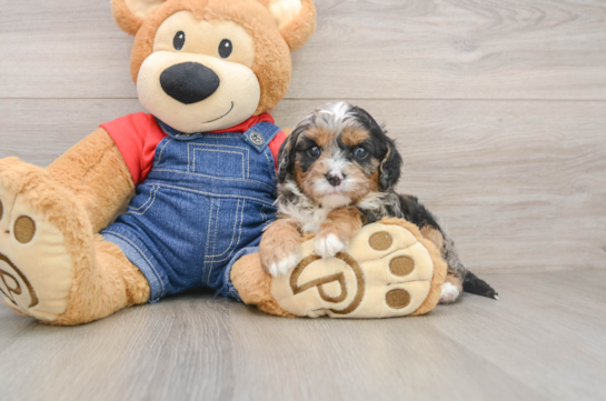 Best Cavapoo Baby