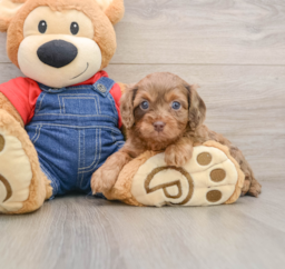 7 week old Cavapoo Puppy For Sale - Lone Star Pups