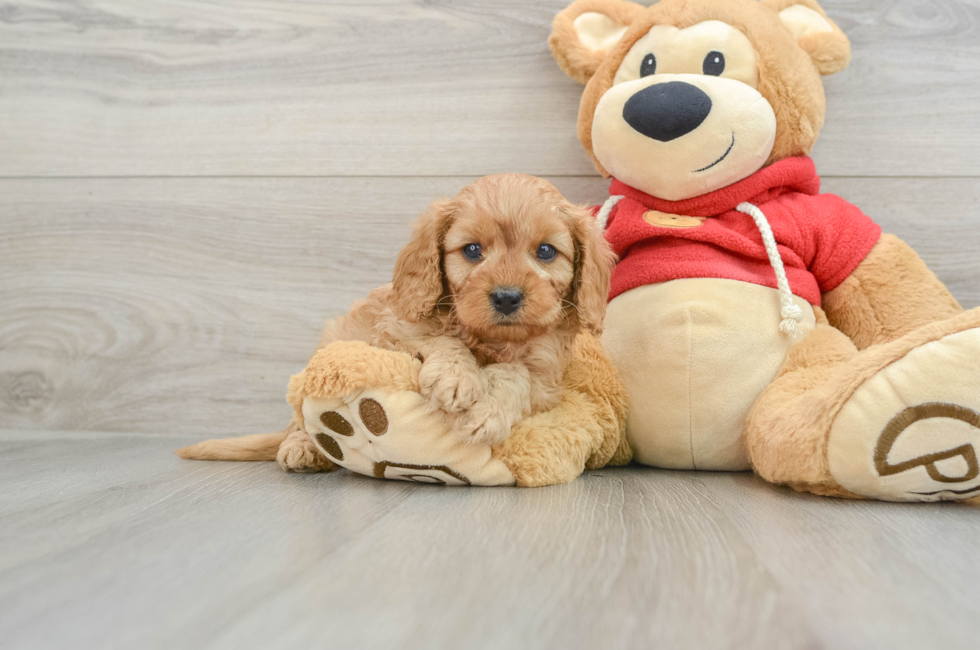 5 week old Cavapoo Puppy For Sale - Lone Star Pups