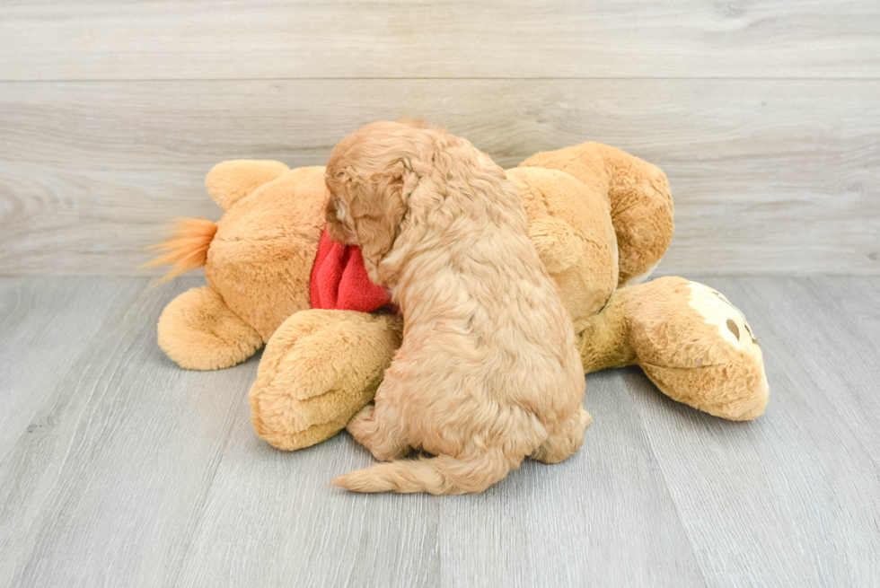 Best Cavapoo Baby