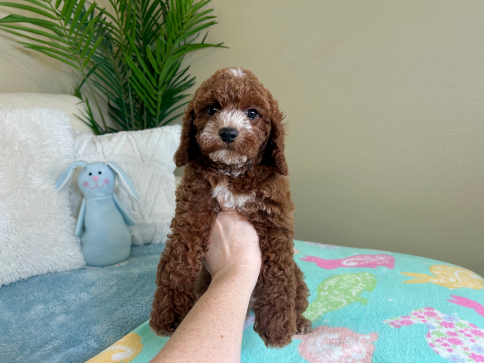 Cute Cavapoo Baby