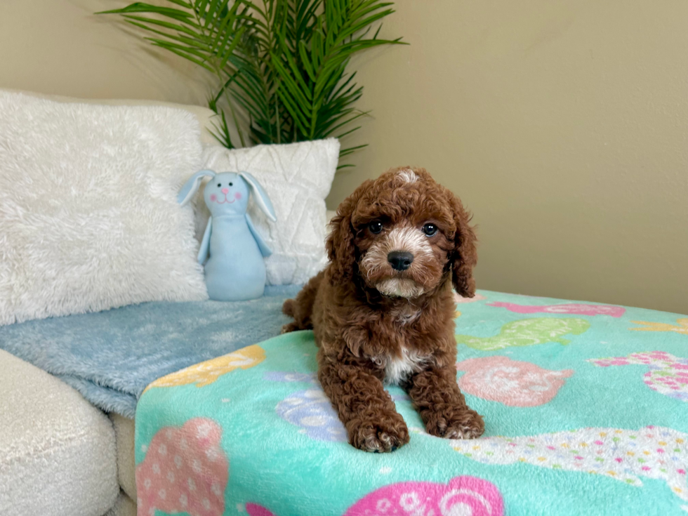 Cute Cavapoo Baby