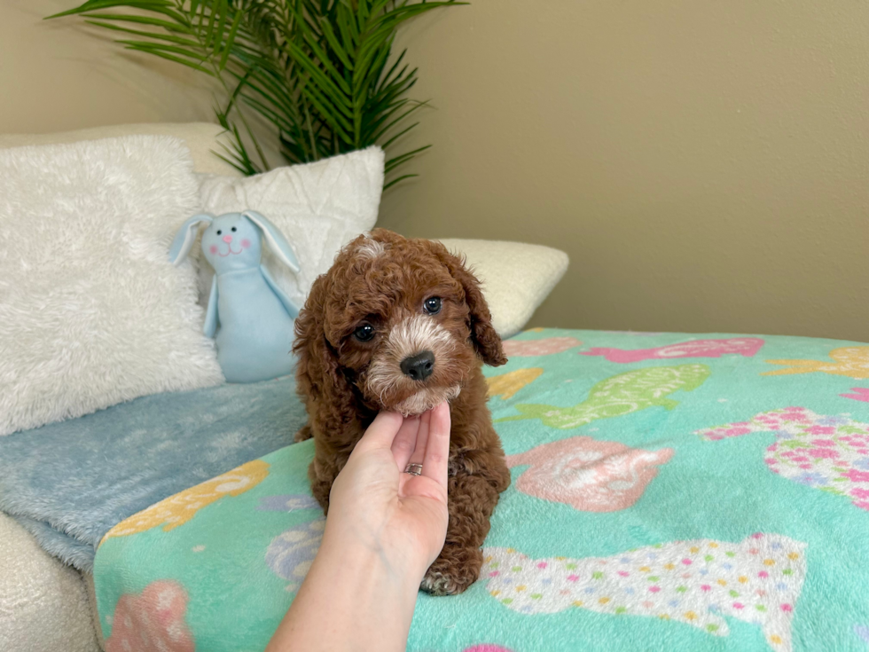 Cavapoo Pup Being Cute