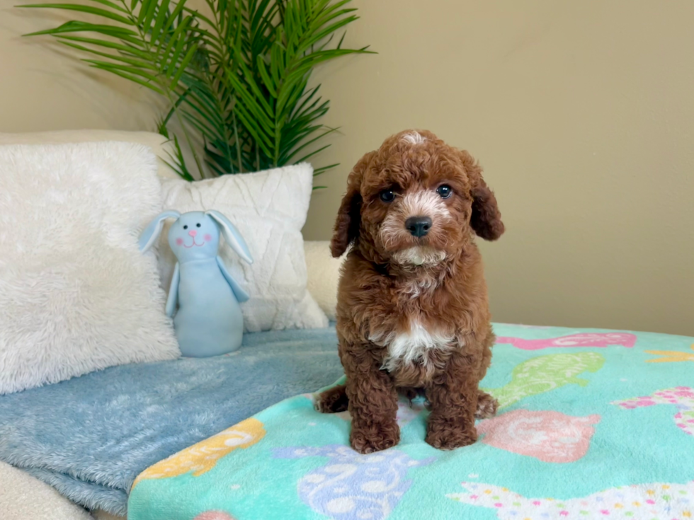 Cute Cavapoo Baby