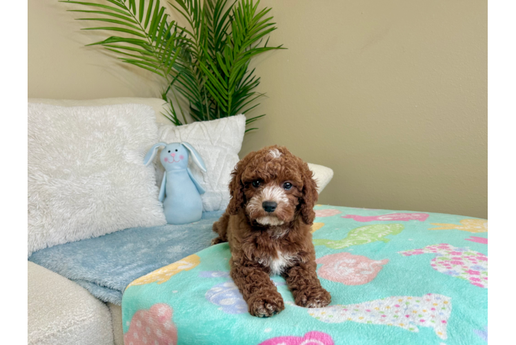 Cute Cavapoo Poodle Mix Pup