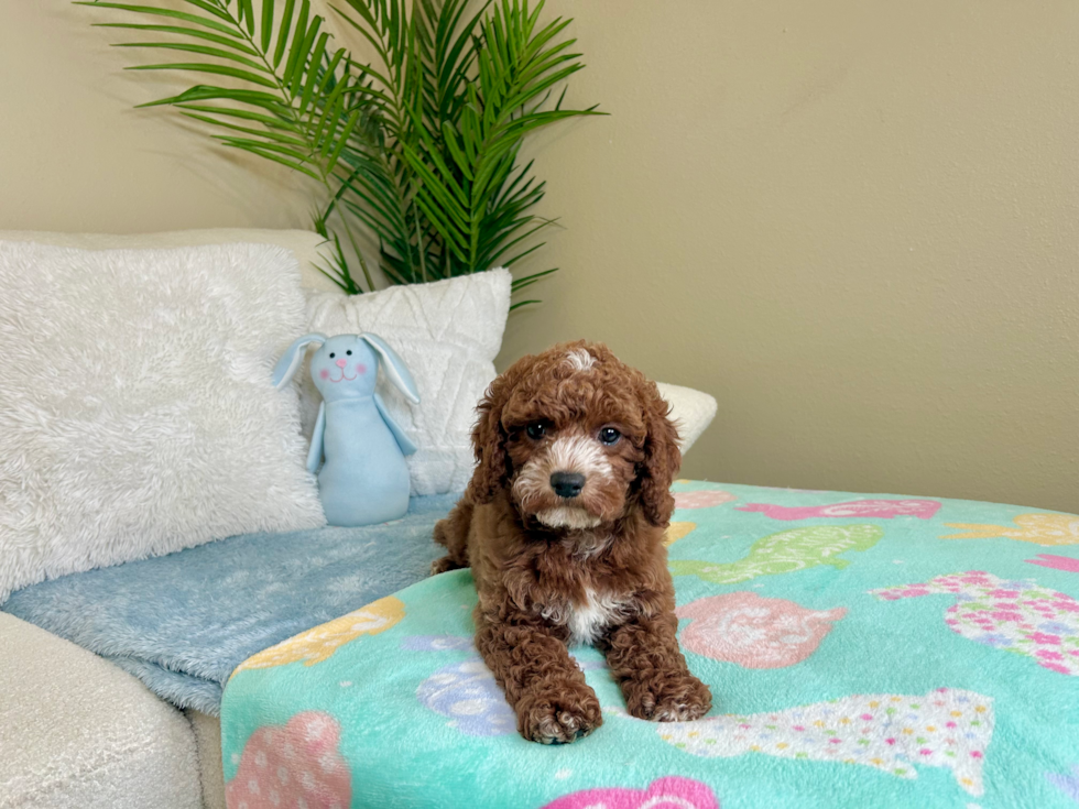 Cute Cavapoo Poodle Mix Pup