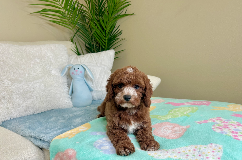 10 week old Cavapoo Puppy For Sale - Lone Star Pups