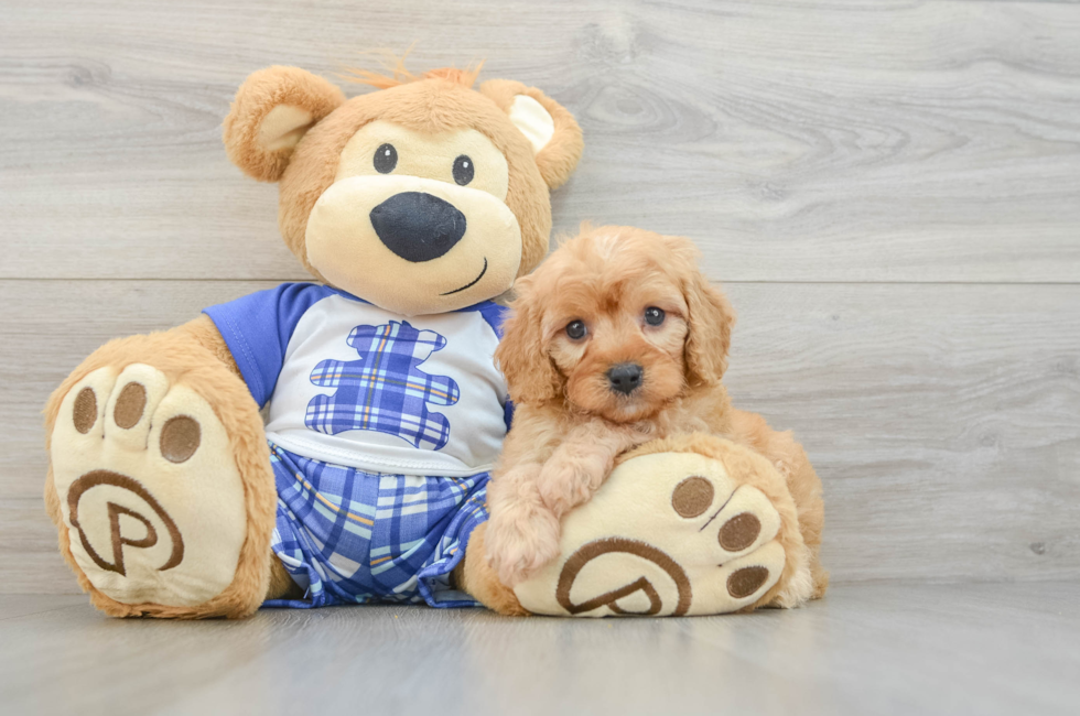 5 week old Cavapoo Puppy For Sale - Lone Star Pups