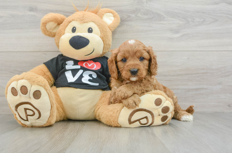 7 week old Cavapoo Puppy For Sale - Lone Star Pups