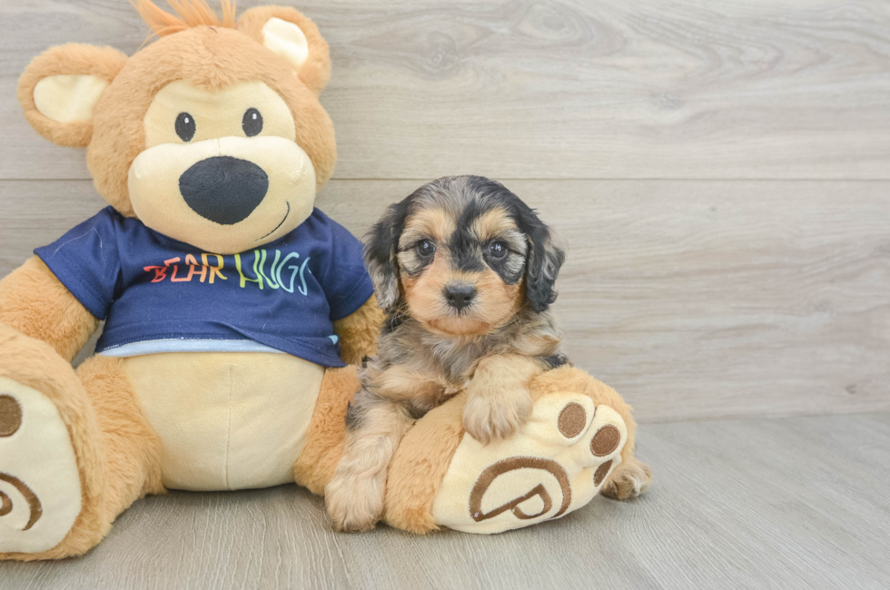 5 week old Cavapoo Puppy For Sale - Lone Star Pups
