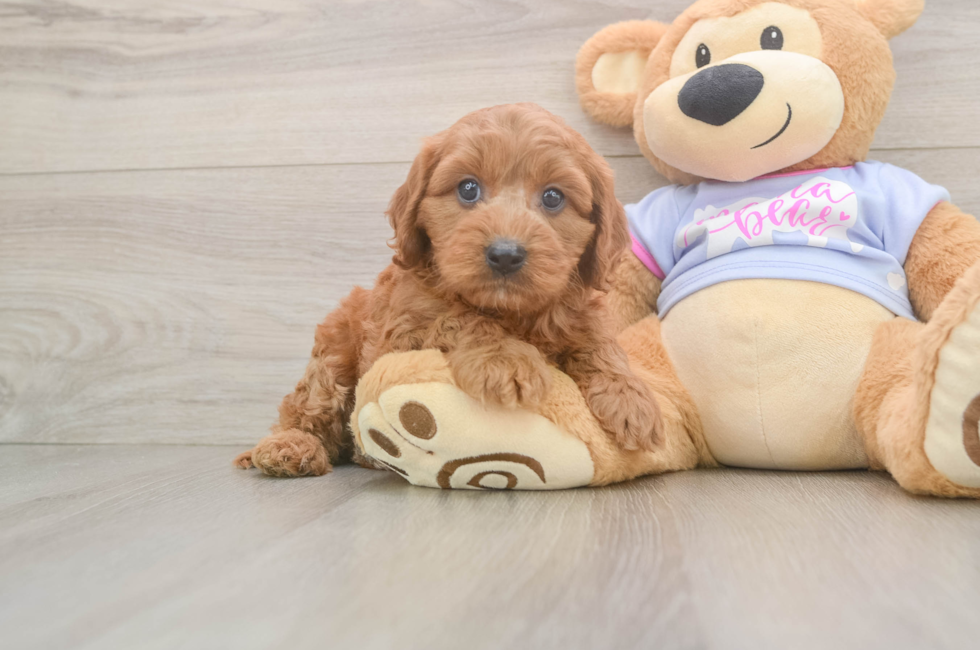 6 week old Cavapoo Puppy For Sale - Lone Star Pups