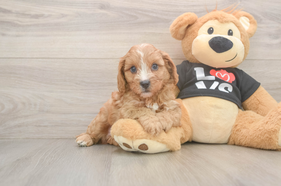 6 week old Cavapoo Puppy For Sale - Lone Star Pups
