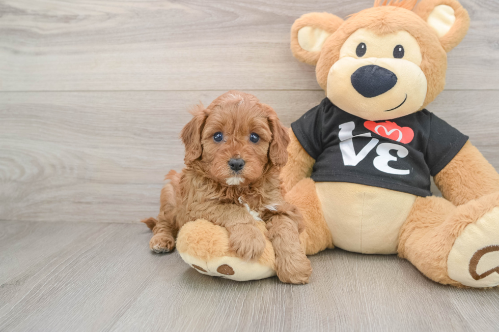 Little Cavipoo Poodle Mix Puppy