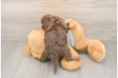 Cute Cavapoo Baby