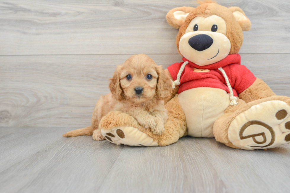 Smart Cavapoo Poodle Mix Pup
