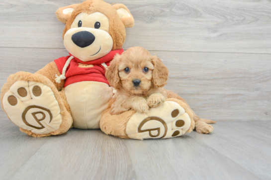 Hypoallergenic Cavoodle Poodle Mix Puppy
