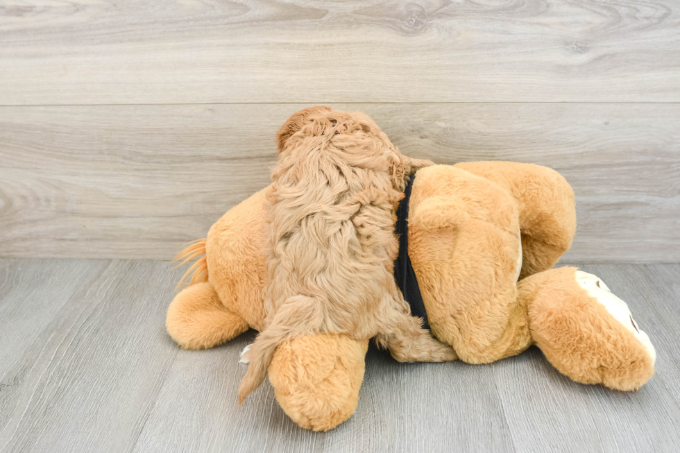 Playful Cavapoodle Poodle Mix Puppy