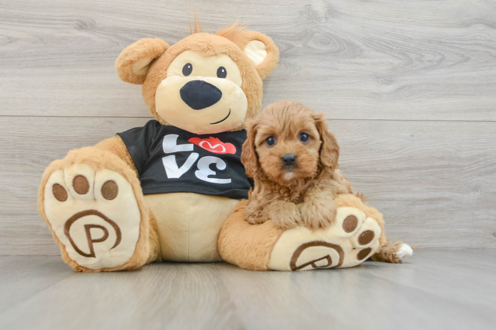 Playful Cavapoodle Poodle Mix Puppy